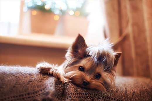 Yorkshire terrier deitado nas costas do sofá sobre uma manta castanha.