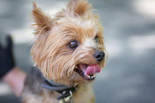 Yorkshire Terrier a passear. Imagem com focagem seletiva e atenuação.