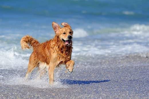 Golden retriever jovem a correr na praia