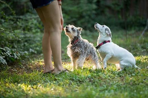 jovem a brincar com cães no exterior