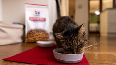 Gato a consumir alimento da Hill's num comedouro