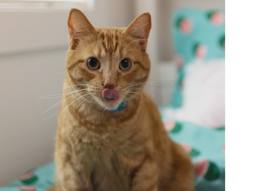 An orange cat