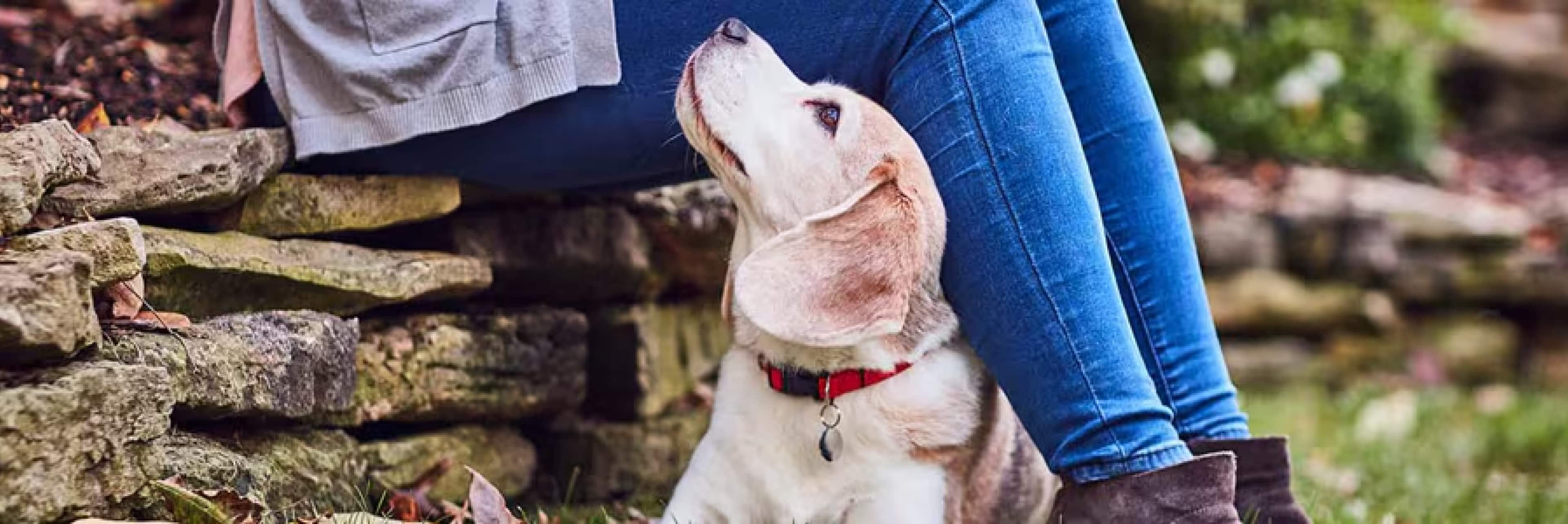 Cão a olhar carinhosamente o seu tutor