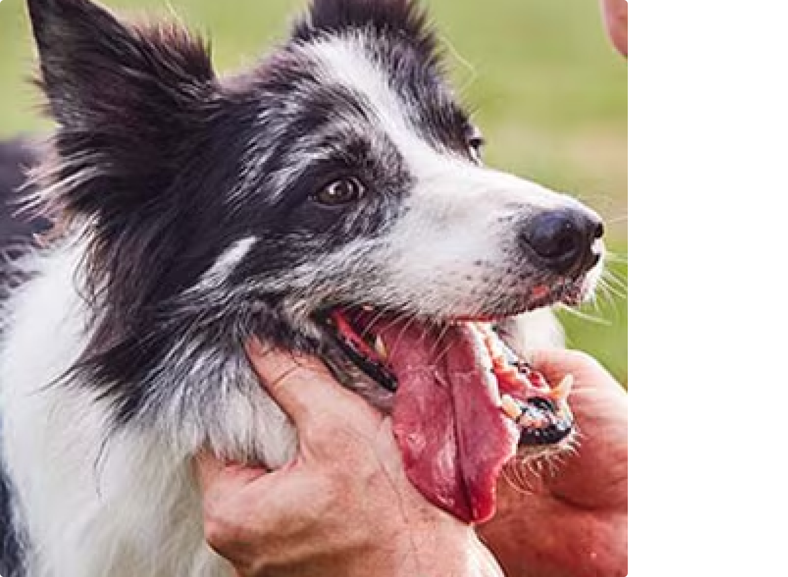 Border Collie a ser acariciado