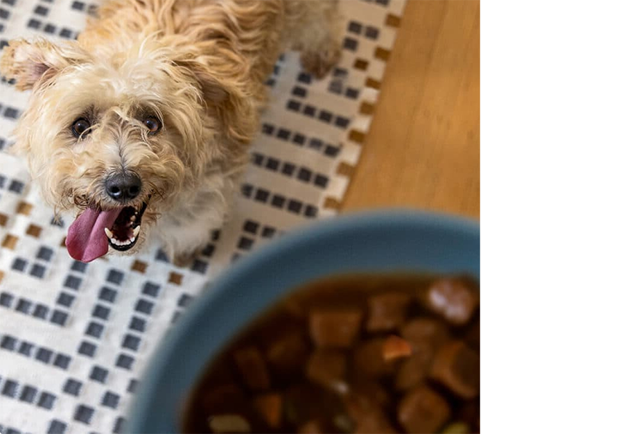 Cão a olhar para um comedouro com comida