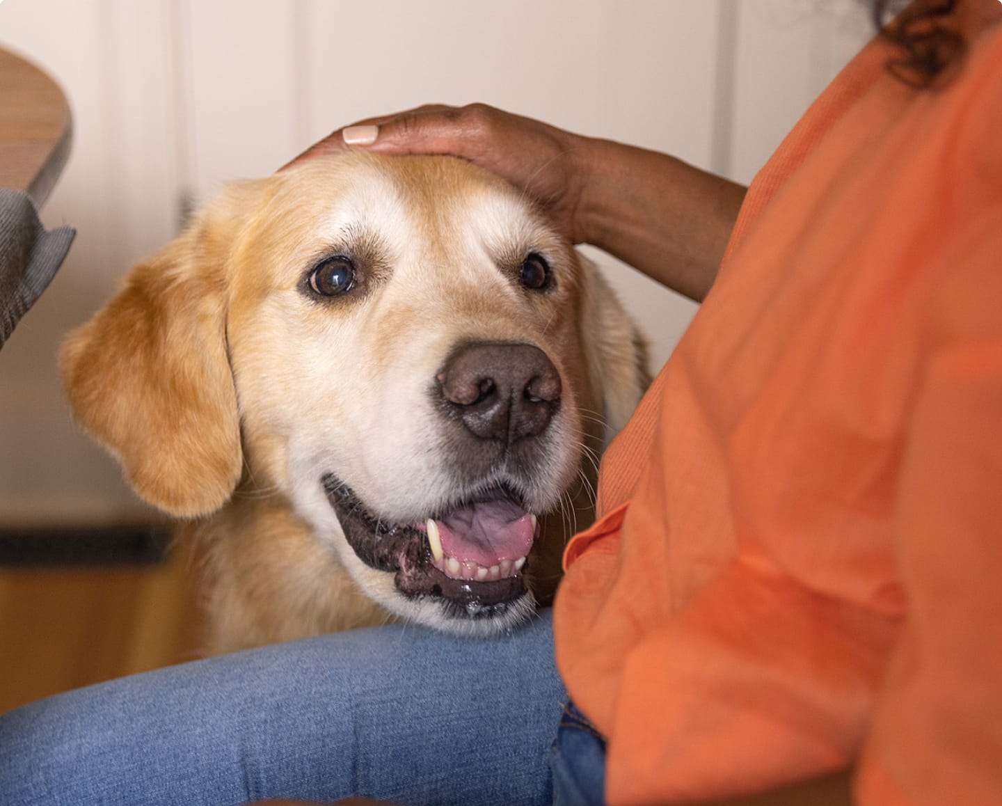 Um cão a ser acariciado para uma senhora