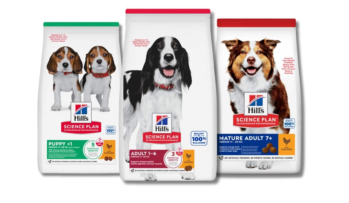 Alimentos para cão de acordo com a etapa de vida