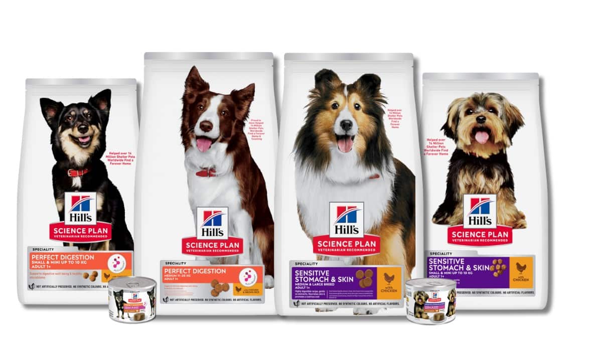 Alimentos para a saúde digestiva dos cães