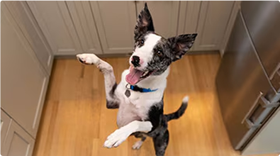 A dog jumping up