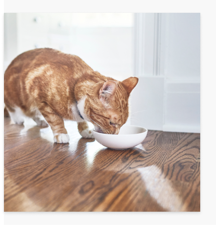 Gato a comer