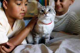 Crianças a acariciar um gato