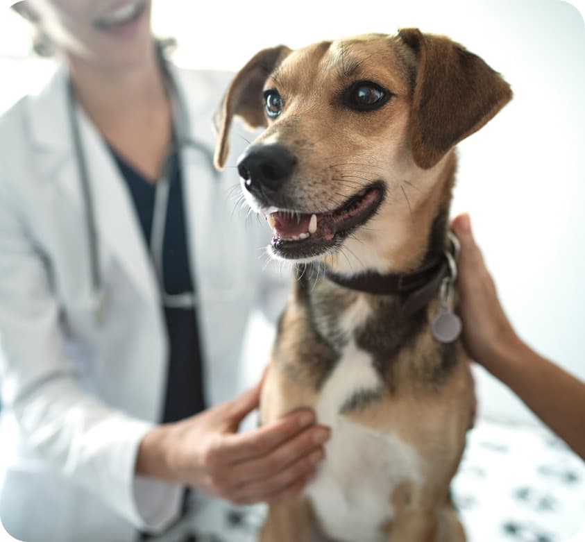 happy dog being examined by a vet