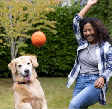 Cão a brincar ao "busca"