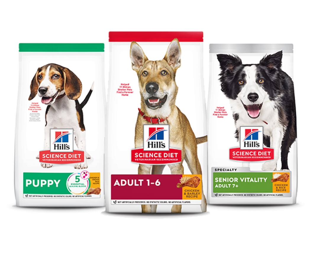 Alimentos para cão de acordo com a etapa de vida