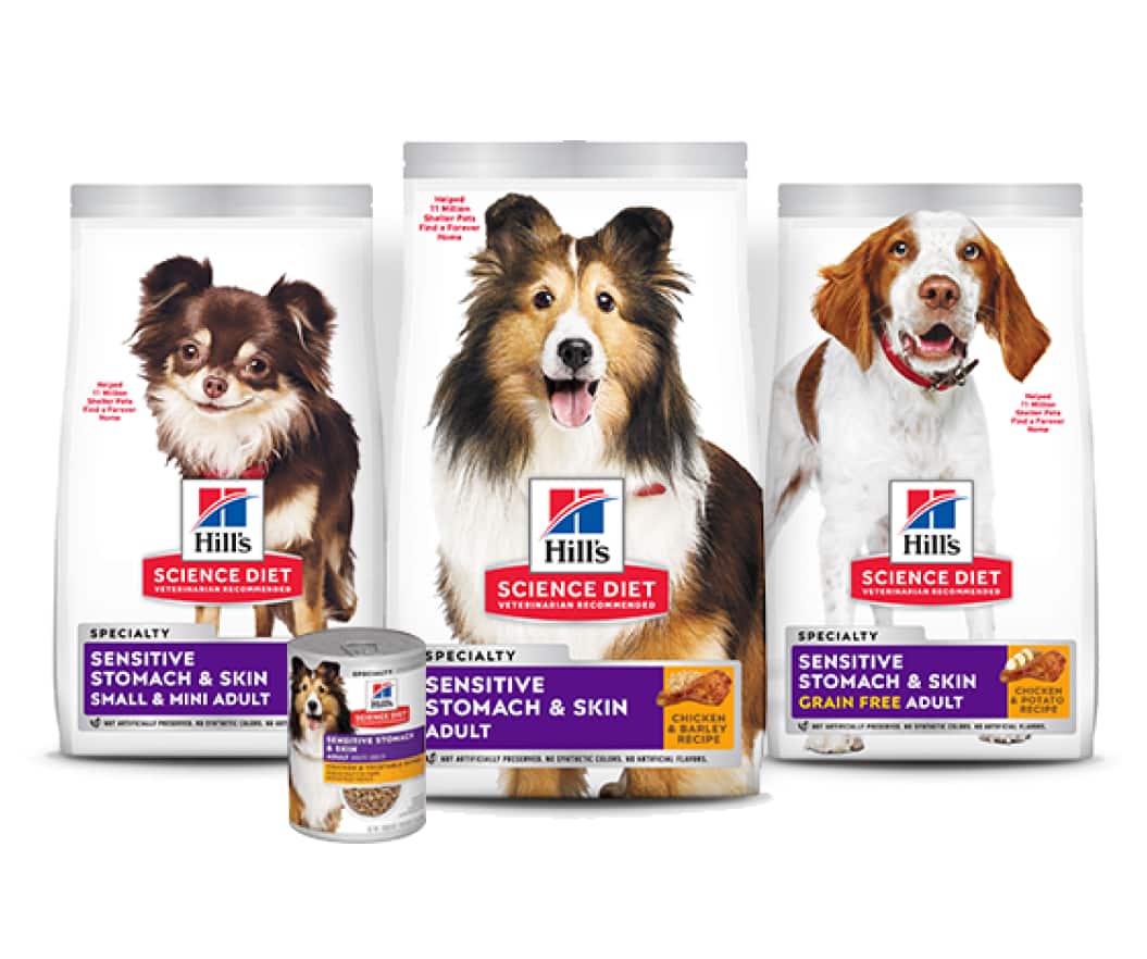 Alimentos para a saúde digestiva dos cães