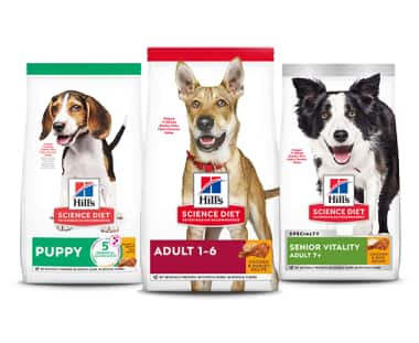 Alimentos para cão de acordo com a etapa de vida