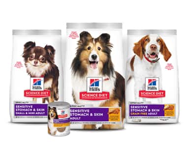 Alimentos para a saúde digestiva dos cães