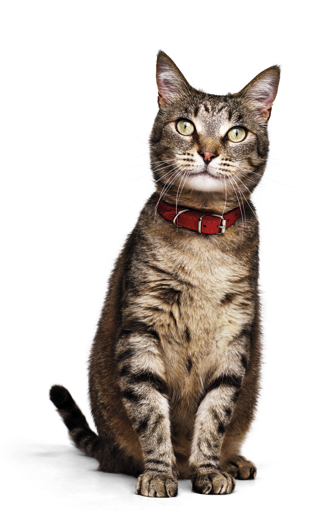 Gato