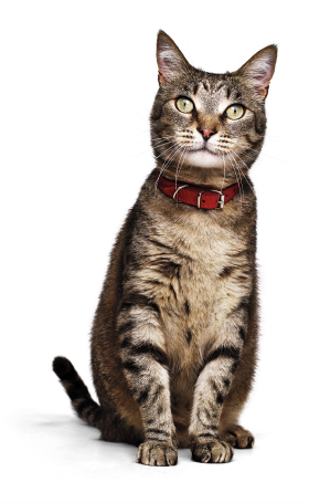 Gato