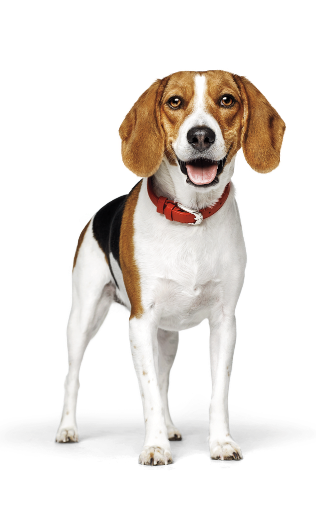 Cão