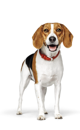 Cão