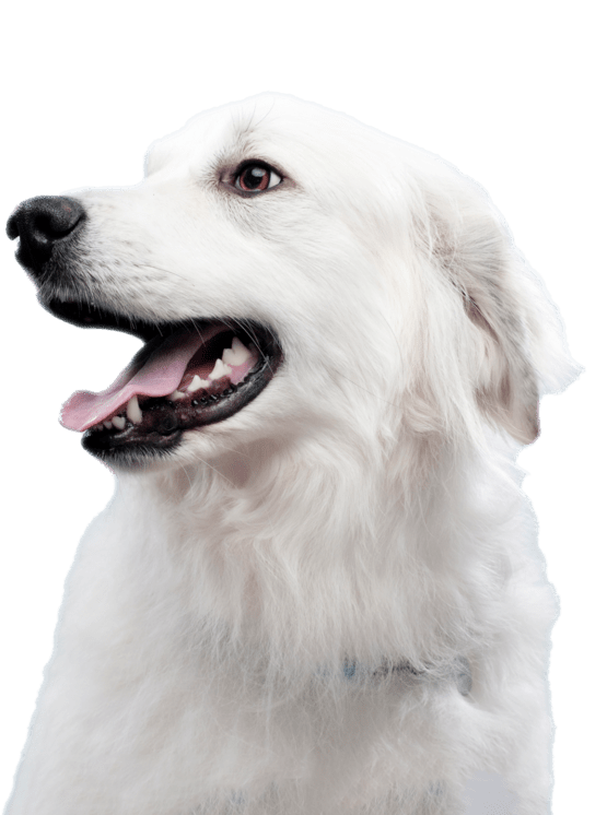 cão branco