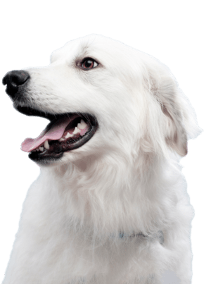 cão branco
