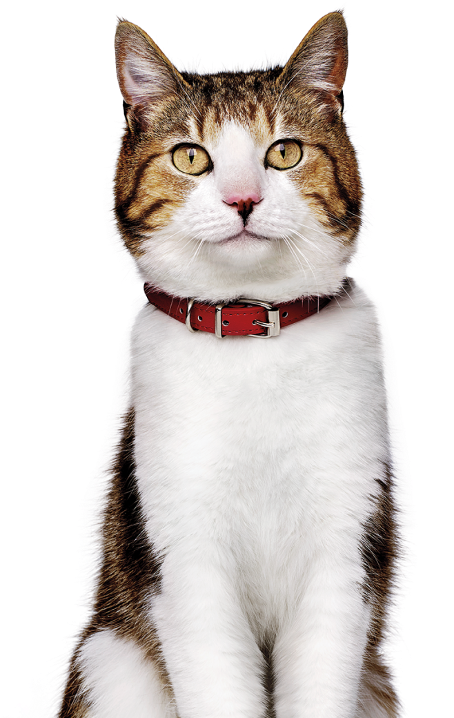 Gato com coleira