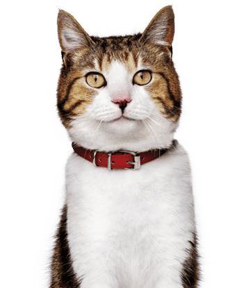 Gato com coleira