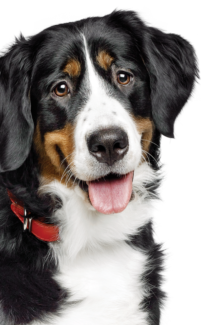 Cão preto e branco