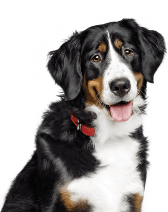 Cão preto e branco
