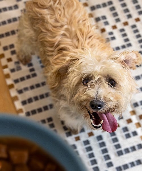 cão branco pequeno a olhar para cima para um comedouro