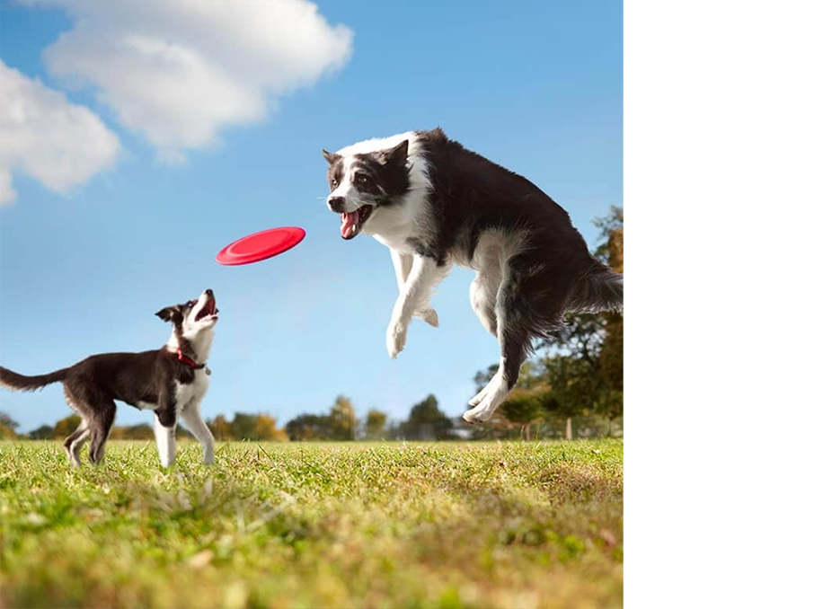 Dois cães a brincar com um disco no campo
