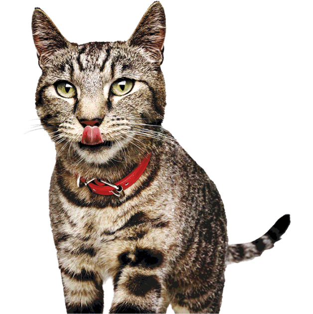 gato a lamber os lábios