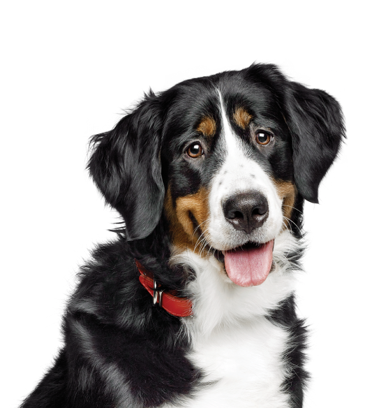Cão