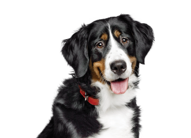 Cão