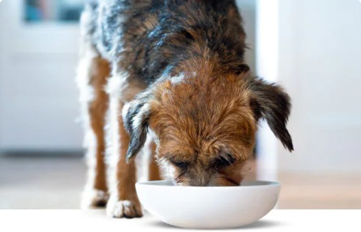 cão a comer de um comedouro
