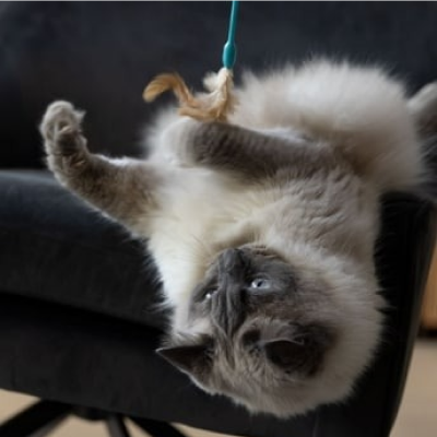 Um gato cinzento a brincar com um brinquedo no sofá