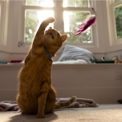 Um gato a tentar agarrar um brinquedo pendurado