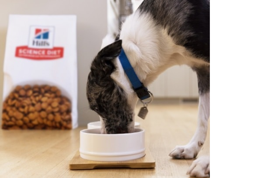 Cão a comer Hill's Science Plan